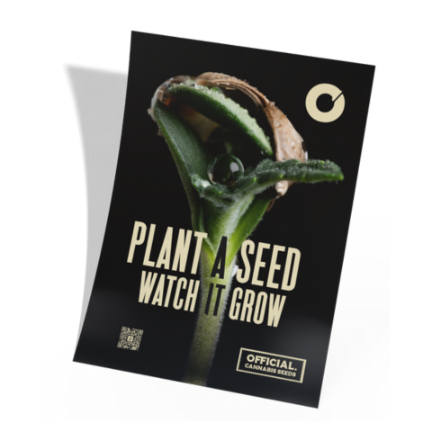 Plant a Seed Poster